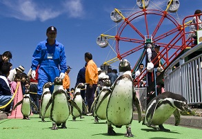 Shiritsu Muroran Aquarium