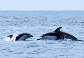 Dolphin & Whale Watching